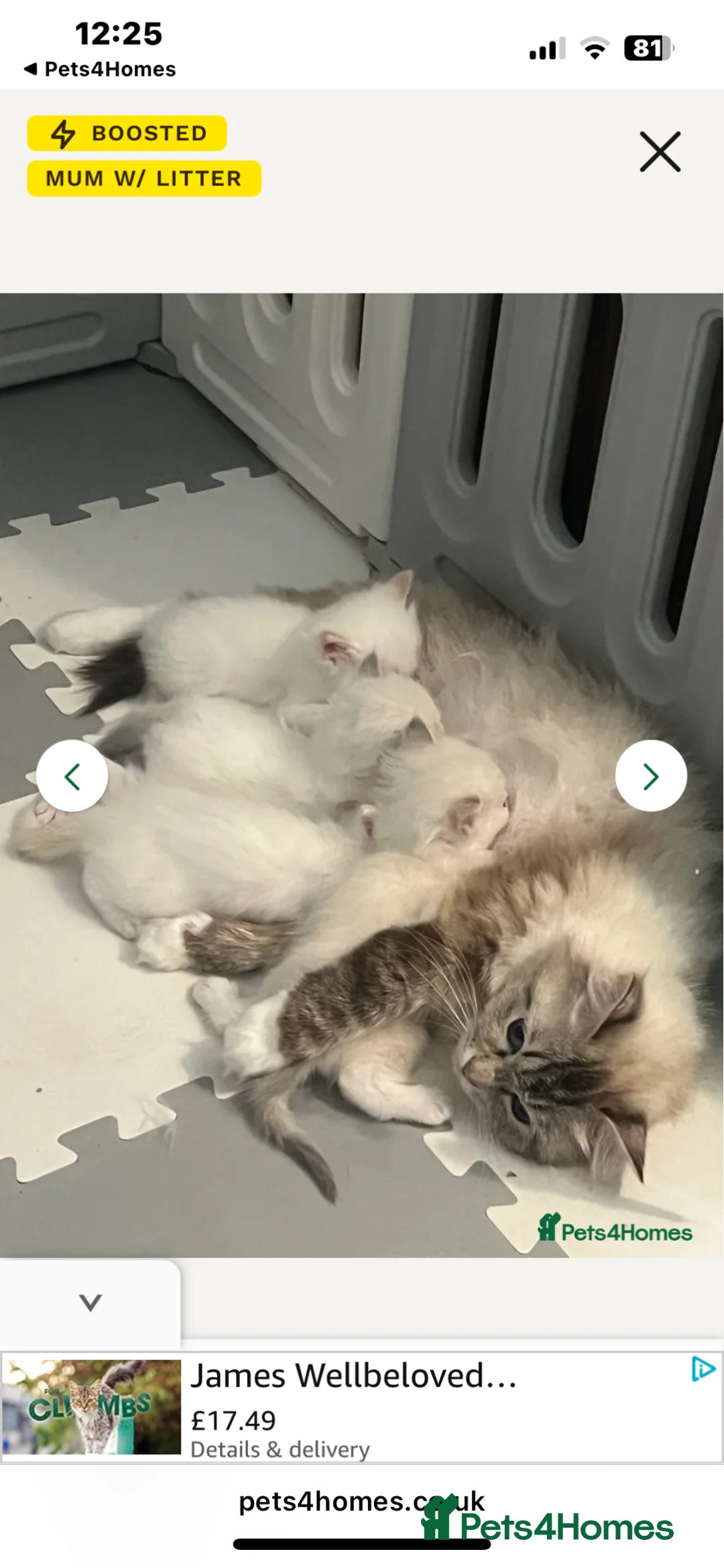 Ragdoll cats for sale: Blue Tortie Lynx kittens pure ragdolls - Advert 3