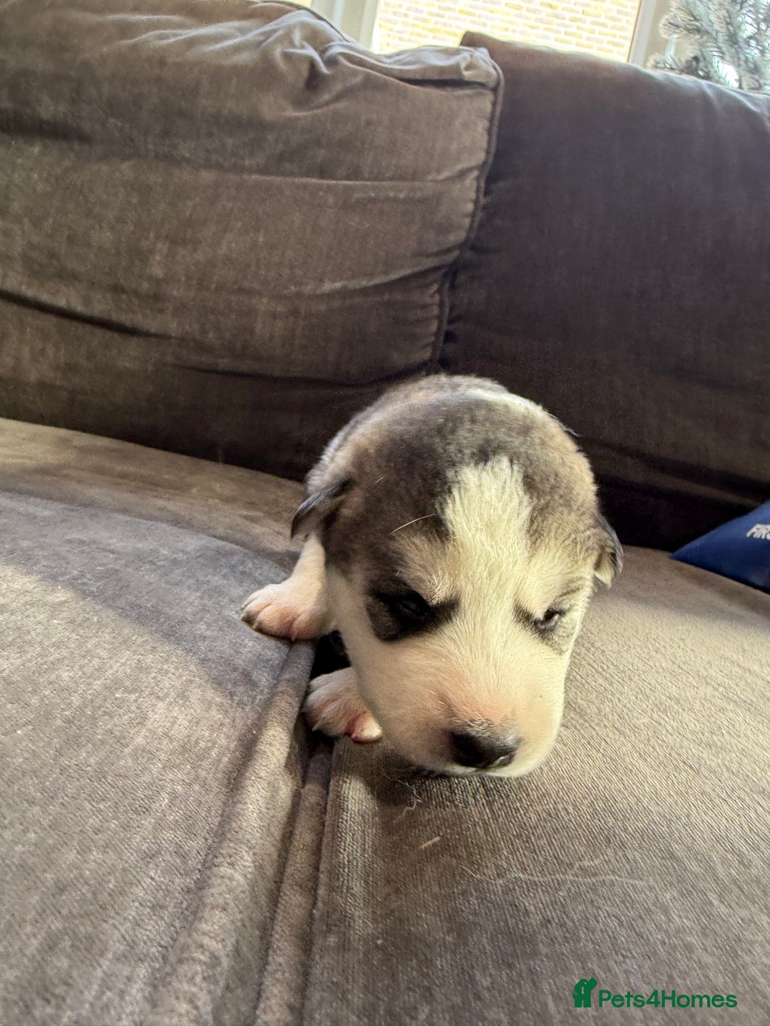 Siberian Husky dogs for sale: Husky puppies for sale - Image 18