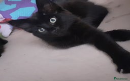 Mixed Breed cats for sale: 4 beautiful brown /black fluffy kittens for sale - Image 8