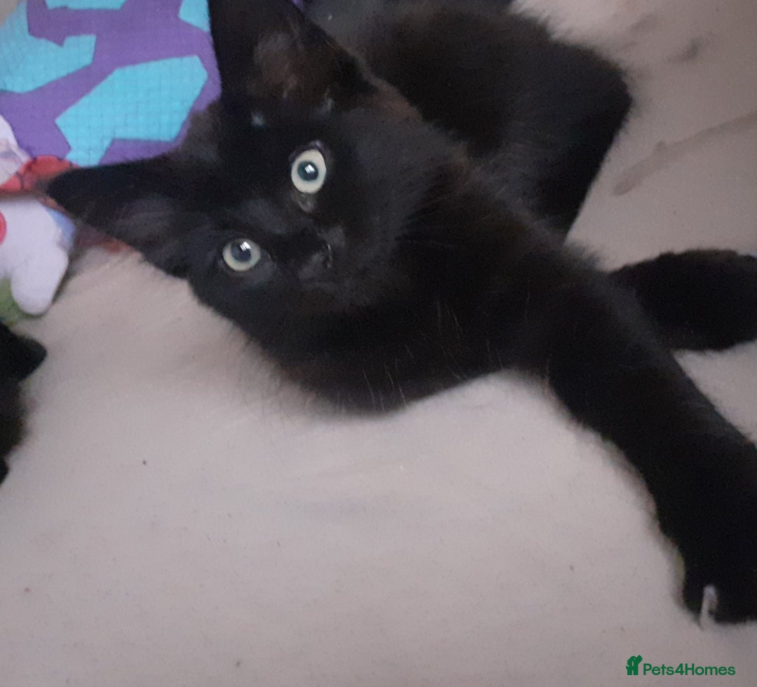 Mixed Breed cats for sale: 4 beautiful brown /black fluffy kittens for sale - Image 8