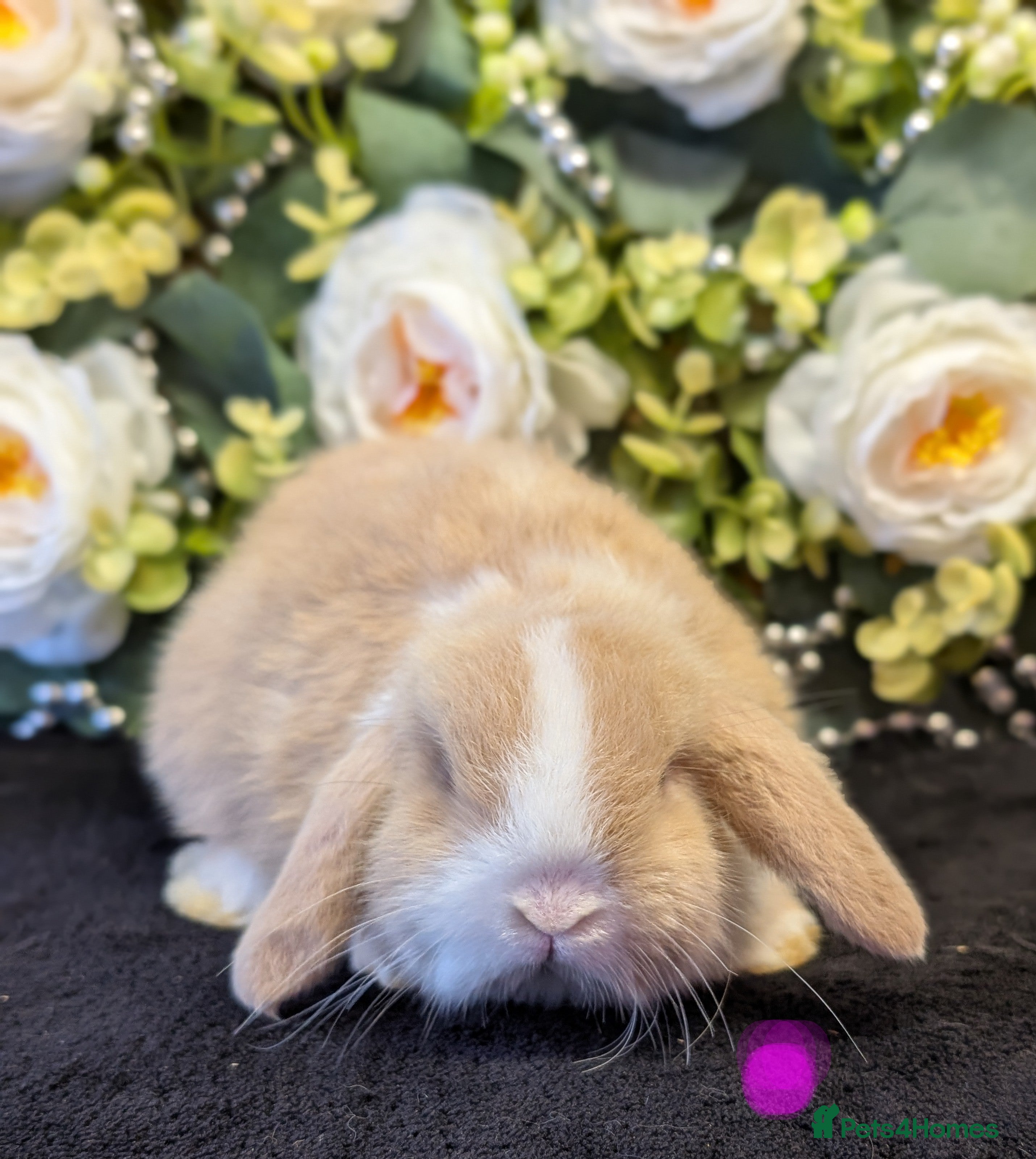 Mini Lop rabbits ❤️Stunning mini lop babies❤️ - Advert 1