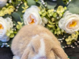 Mini Lop rabbits ❤️Stunning mini lop babies❤️ - Advert 3