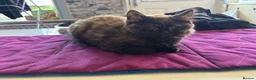 American Shorthair cats for sale: American shorthair babies  - Advert 17