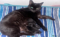 Mixed Breed cats for sale: Delightful mix-breed Siamese-black calico-kittens - Image 31