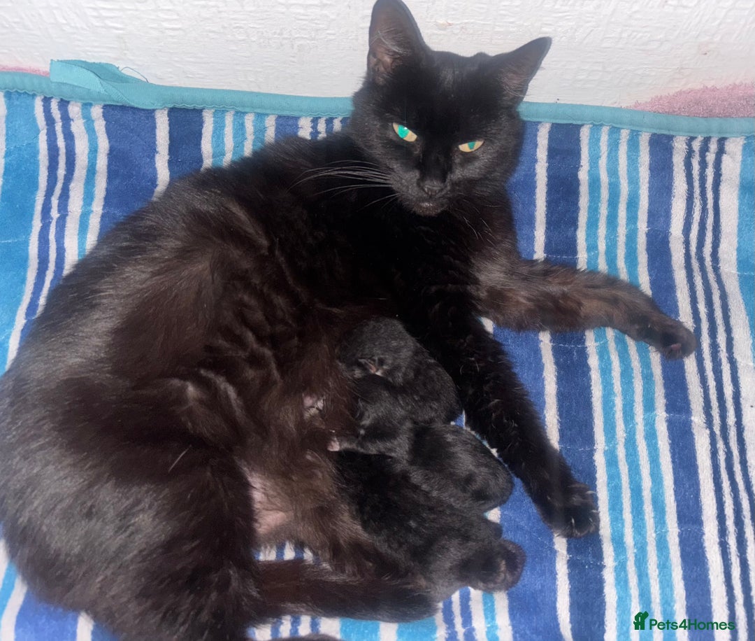 Mixed Breed cats for sale: Delightful mix-breed Siamese-black calico-kittens - Image 31