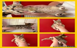 Mixed Breed cats for sale: 4 tabby beautiful kittens for sale  - Image 2