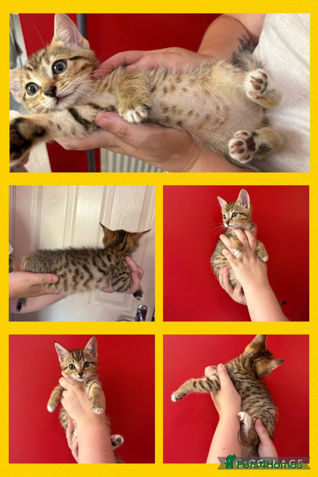 Mixed Breed cats for sale: 4 tabby beautiful kittens for sale  - Image 2