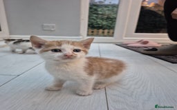 Mixed Breed cats for sale: 6 beautiful kittens (3 male, 3 females) for sale - Image 17