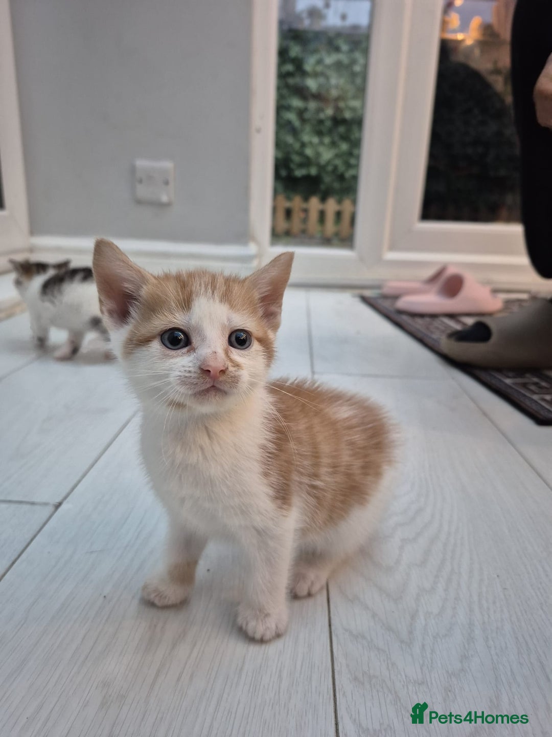Mixed Breed cats for sale: 6 beautiful kittens (3 male, 3 females) for sale - Image 17