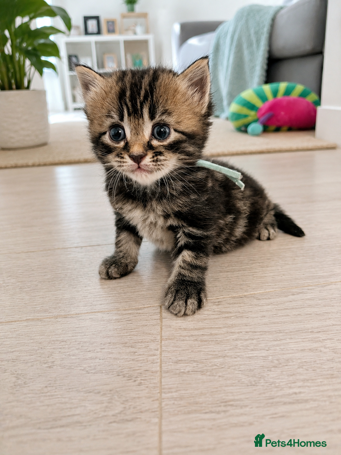 Mixed Breed cats Gorgeous kittens - Advert 11