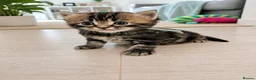 Mixed Breed cats for sale: Gorgeous kittens - Advert 1