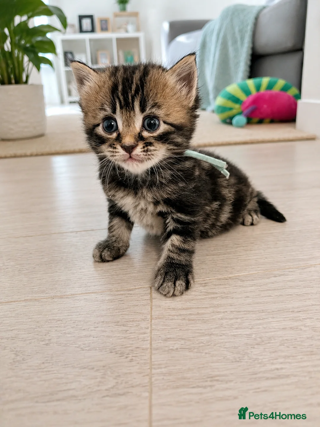 Mixed Breed cats for sale: Gorgeous kittens - Advert 1