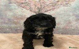 Cockapoo dogs for sale: 🐶*READY NOW*🐶  Stunning show type F1 Cockapoos  - Image 6