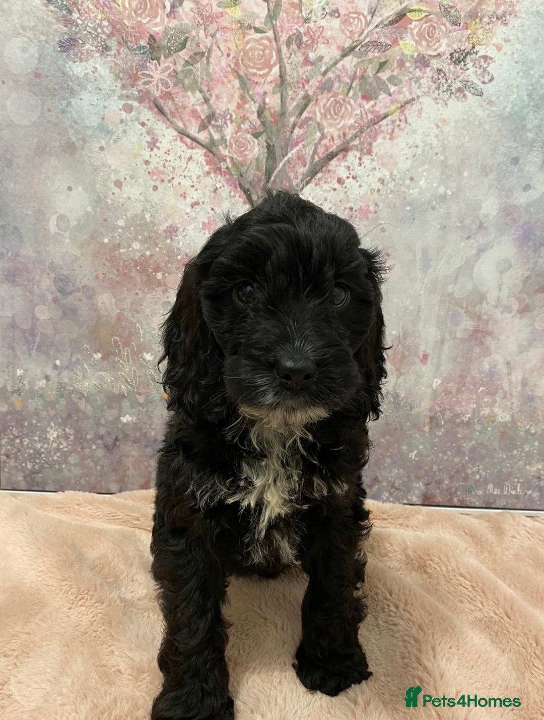 Cockapoo dogs for sale: 🐶*READY NOW*🐶  Stunning show type F1 Cockapoos  - Image 6
