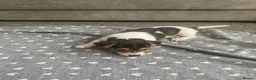 Jack Russell dogs for sale: True miniature Jack Russell pups - Advert 5