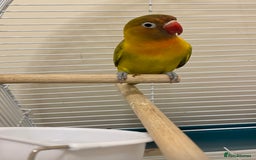 Lovebirds birds for sale: Lovebird  - Image 4