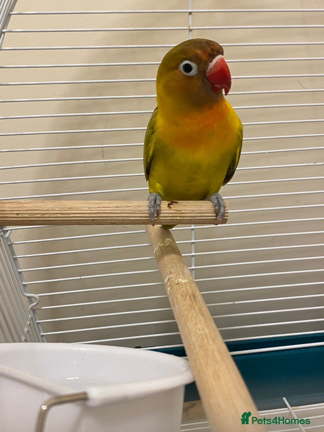 Lovebirds birds for sale: Lovebird  - Image 4