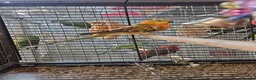 Parrots birds for sale: PARROTS/AMAZONS/PARAKEETS  - Advert 18