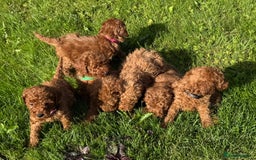 Miniature Poodle dogs for sale: Dark Red Miniature Poodle puppies  - Image 8