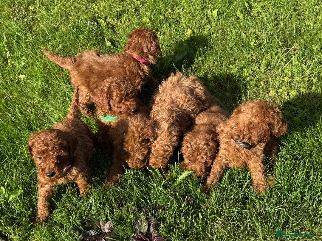 Miniature Poodle dogs for sale: Dark Red Miniature Poodle puppies  - Image 8