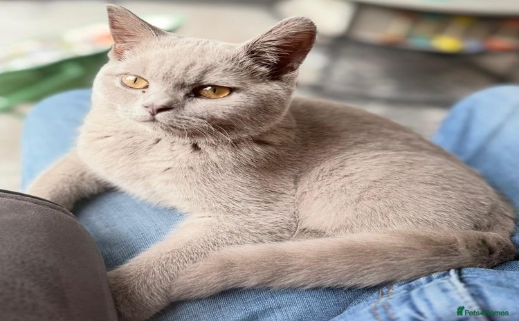 British Shorthair cats - Advert 7