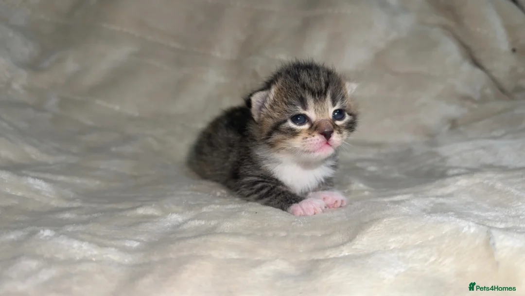 Mixed Breed cats for sale: Mixed breed kittens  - Advert 14