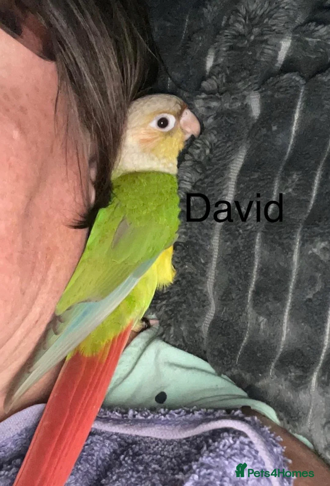 Conures birds for sale: Amazing hand reared conures for sale  - Advert 3