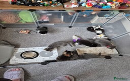 Mixed Breed cats for sale: Beautiful litter of 5 kittens  - Image 2