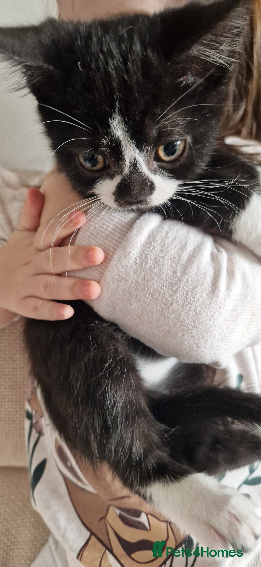 British Shorthair cats for sale: British shorthair mix looking for new home - Advert 14