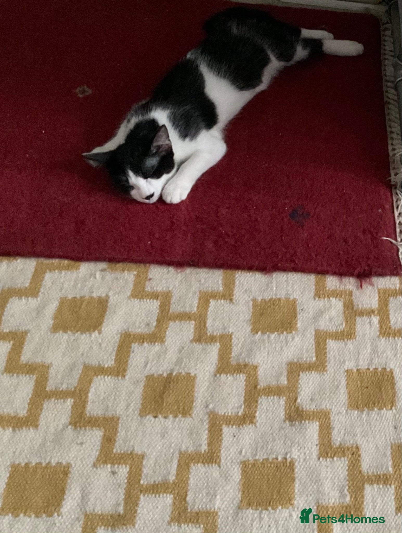 Domestic Shorthair cats 4 Beautiful Kittens Ready for their Forever Homes - Advert 2