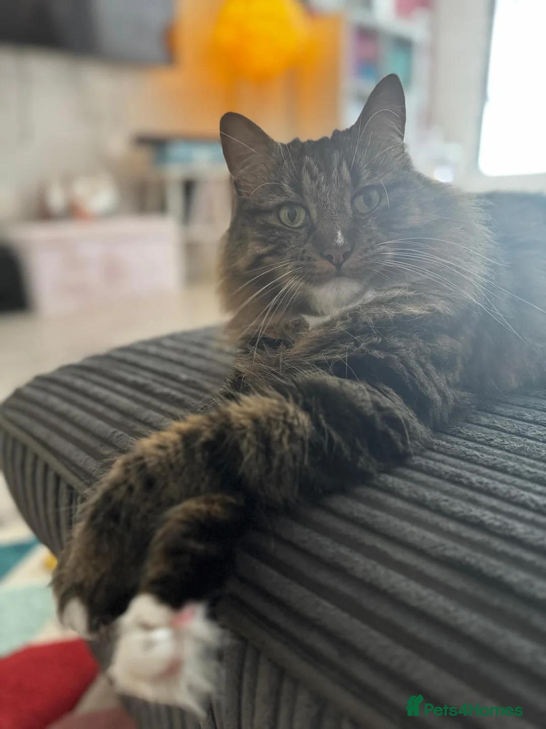 British Longhair cats for sale: Loving 6 year old male cat - Advert 8