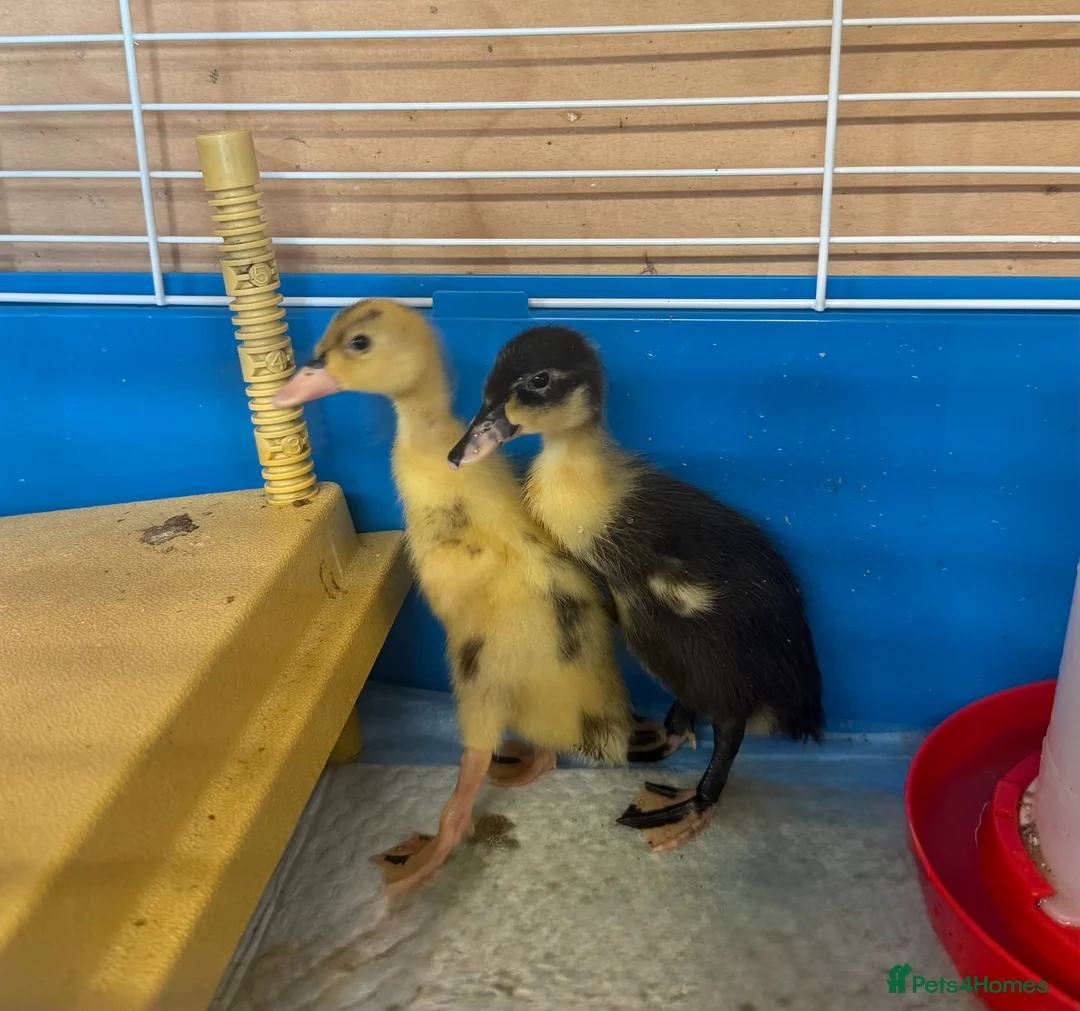 Ducks poultry for sale: Indian Runner Hatching Eggs x 6 - Advert 1