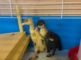 Ducks poultry for sale: Indian Runner Hatching Eggs x 6 - Advert 3