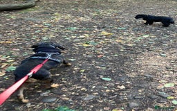 Mixed Breed dogs for adoption: Gypsy a hidden gem is looking for her forever home - Image 15