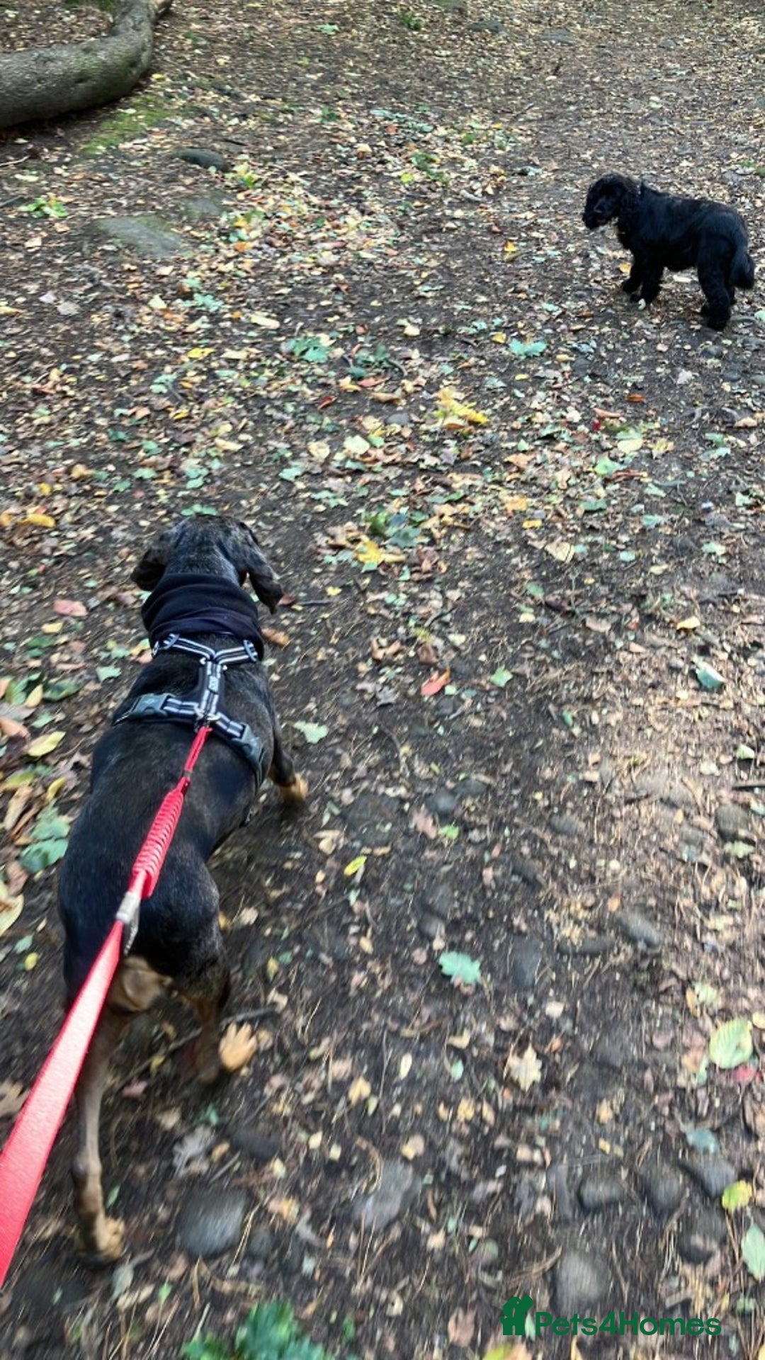 Mixed Breed dogs for adoption: Gypsy a hidden gem is looking for her forever home - Image 15