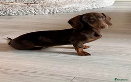 Miniature Dachshund dogs for sale: Male and female miniature dachshunds - Image 2