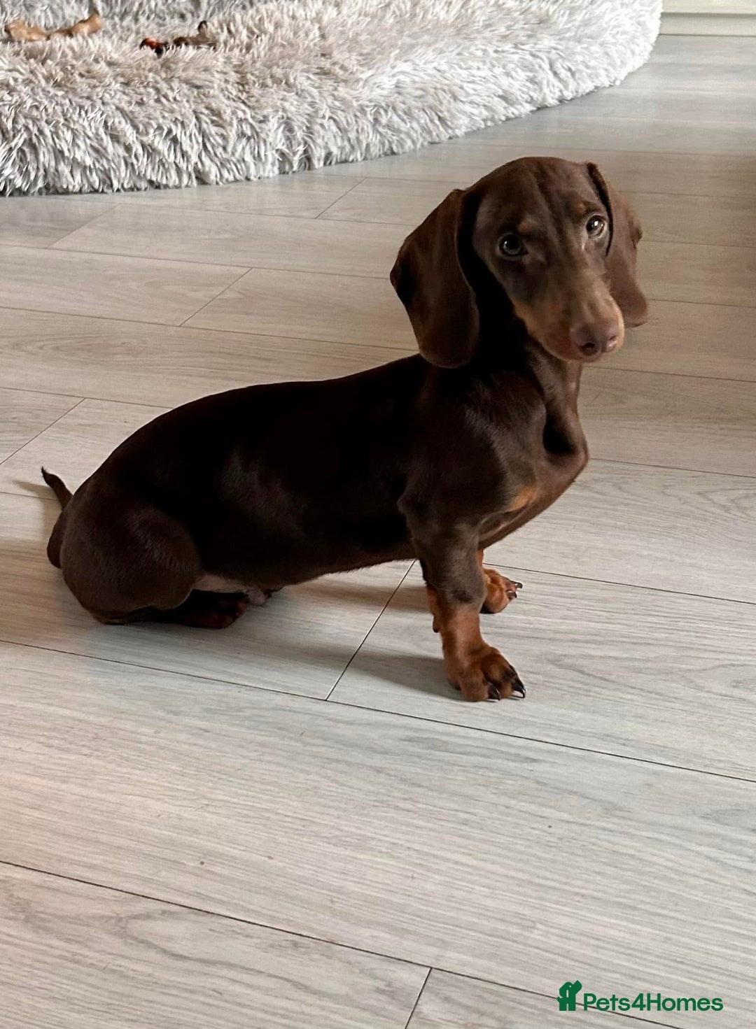 Miniature Dachshund dogs for sale: Male and female miniature dachshunds - Image 2