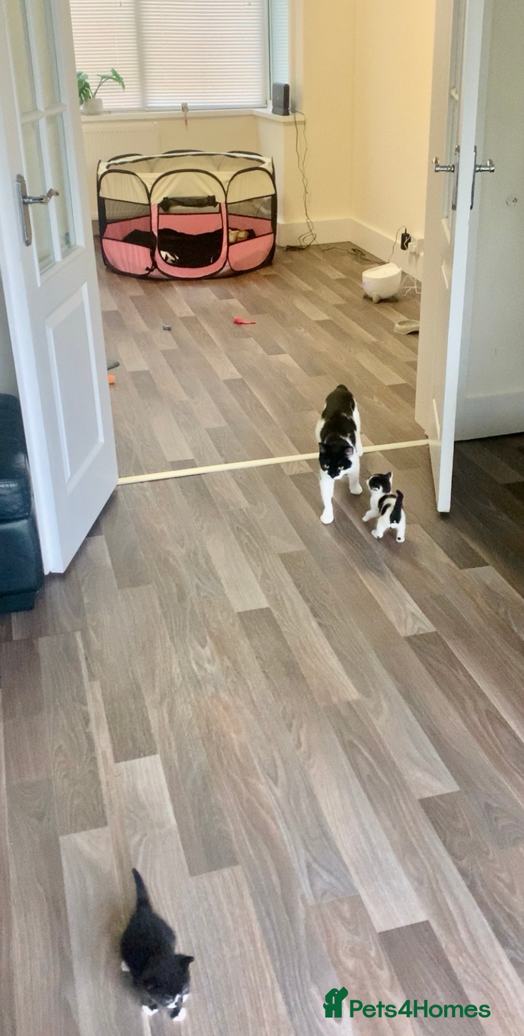 Mixed Breed cats for sale: Kittens - 2 boys 1 girl - ready to leave! - Image 18