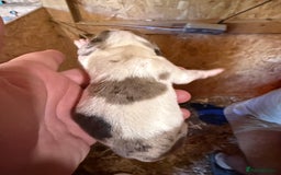 Dachshund dogs for sale: 7 cracking dachshund puppies  - Image 10