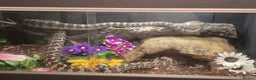 Python Snake reptiles for sale: 7' Male Carpet Python.  - Advert 1