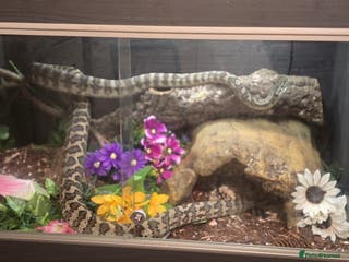 Python Snake reptiles 7' Male Carpet Python. - Advert 3