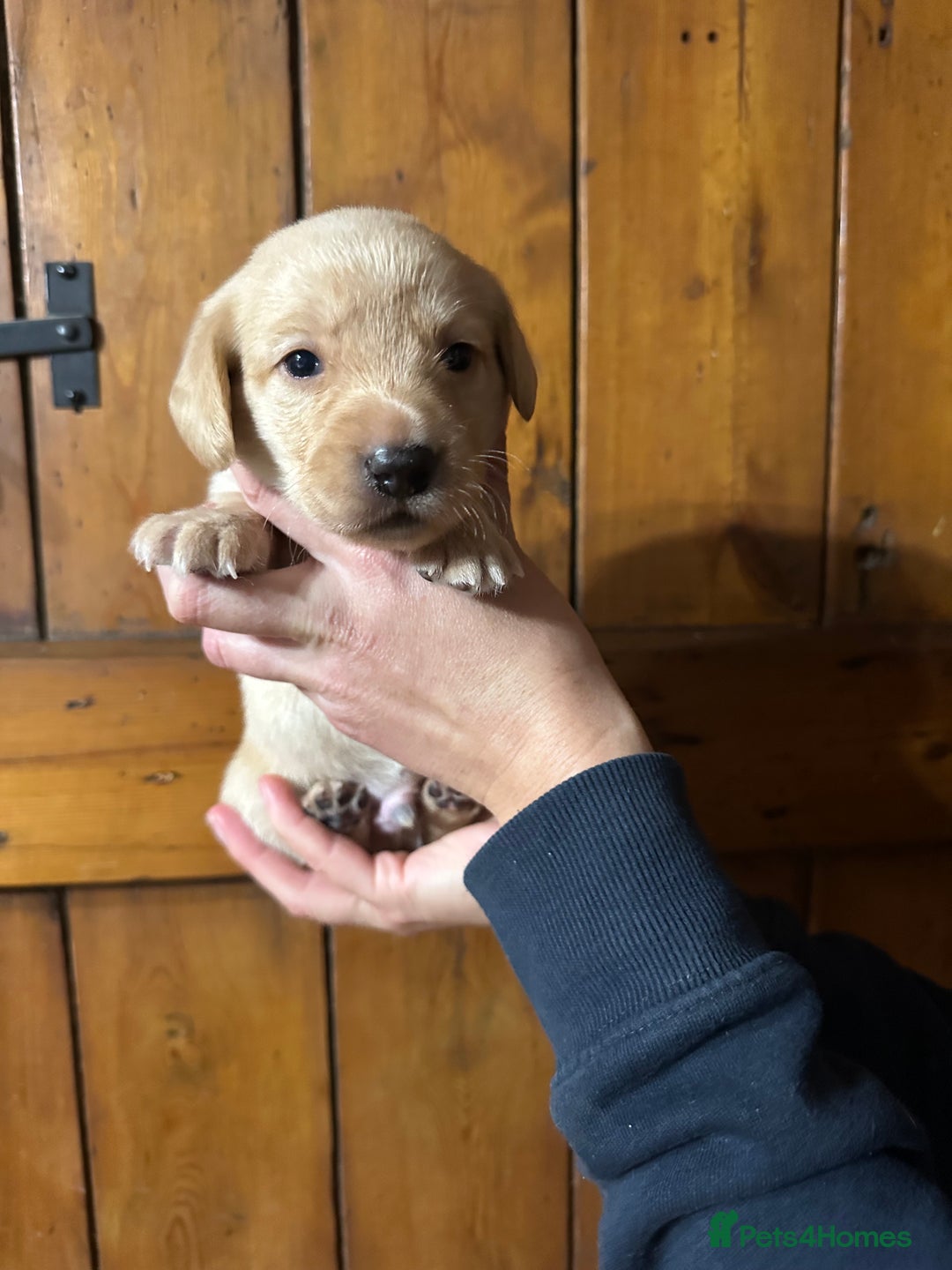 Mixed Breed dogs for sale: Dashador Puppies for sale  - Advert 8