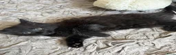 Mixed Breed cats for sale: Last Available Kitten Looking for Forever Home - Advert 18