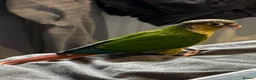 Conures birds for sale: Beautiful hand reared conure babies in Darlington - Advert 6