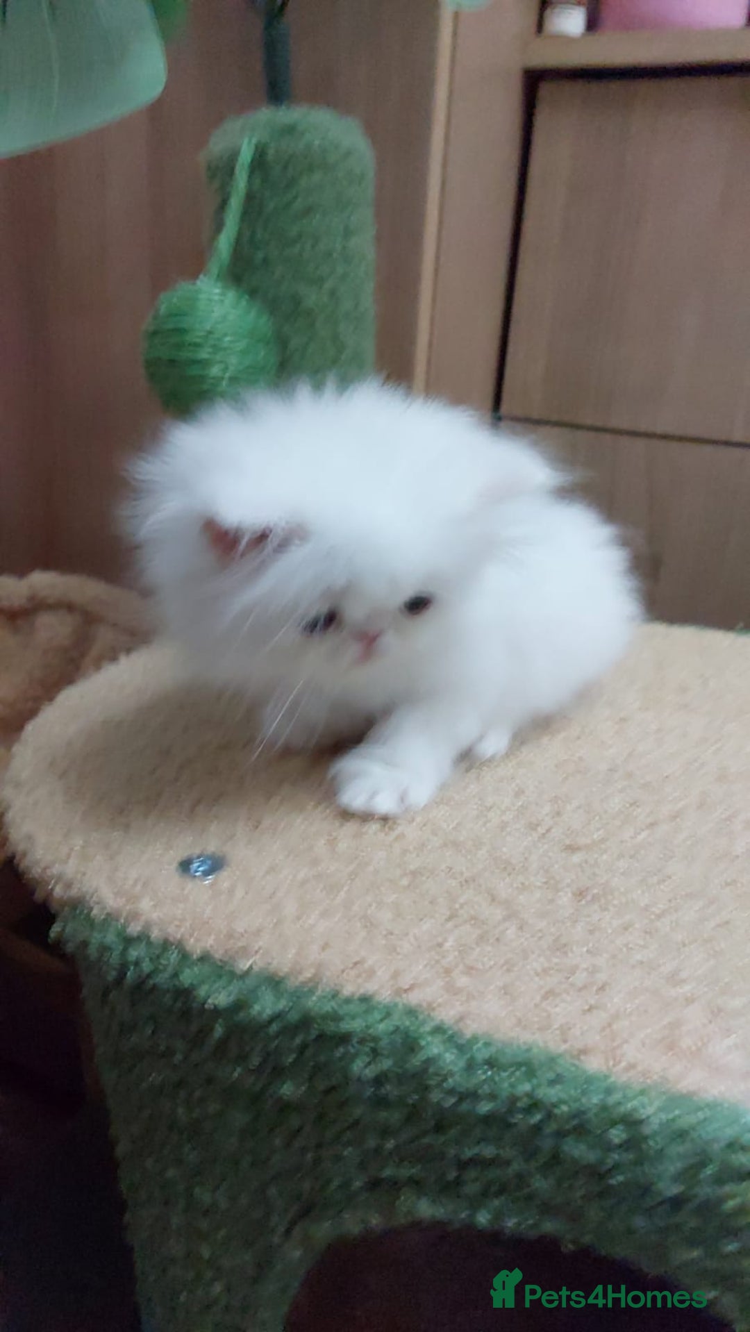 Persian cats for sale: Snow persian kitten  boy - Image 19