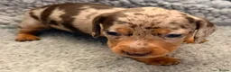 Miniature Dachshund dogs for sale: Outstanding miniature dapple dachshund puppies - Advert 19