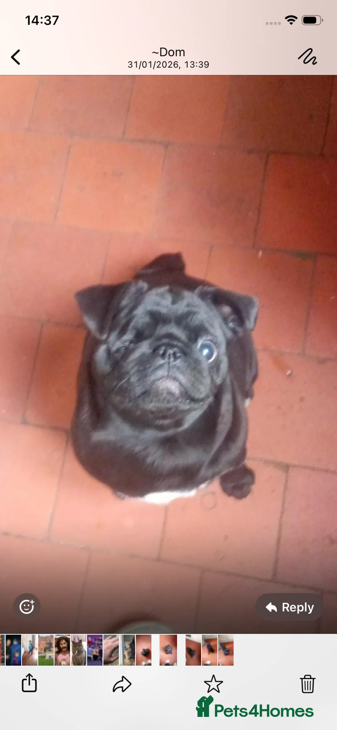 Pug dogs for sale: Black girl pug  - Advert 3