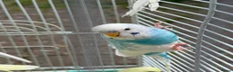 Budgerigars birds for sale: Budgies for sale in Norbury - Advert 2