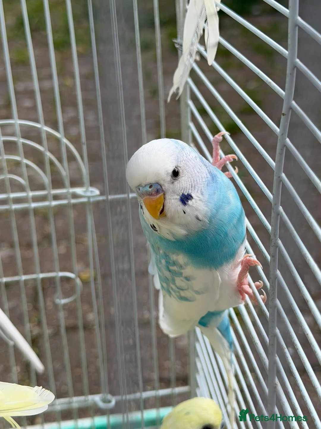 Budgerigars birds for sale: Budgies for sale in Norbury - Advert 2