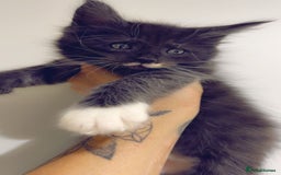 Maine Coon cats for sale: Pedigree Kittens Available  - Image 9